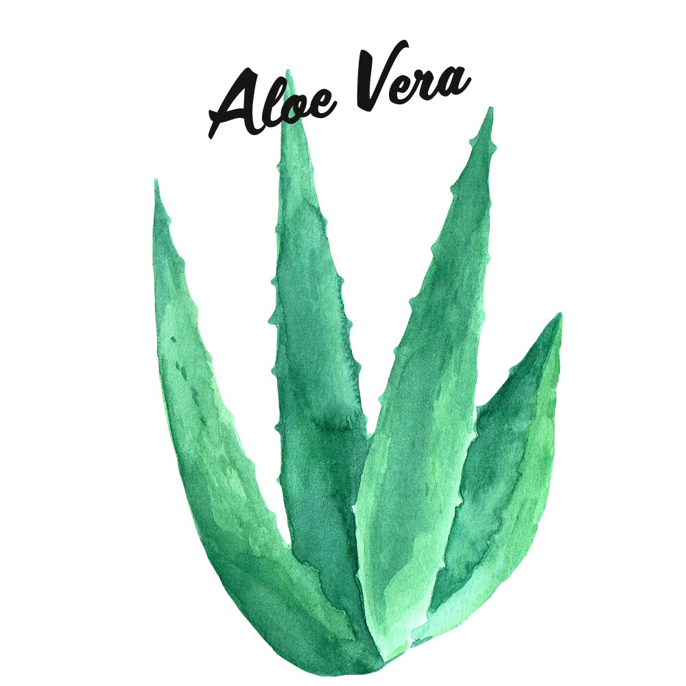 Aloe Sunscreen